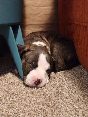 Meet your Posher, Gata Birdie Marie Morales